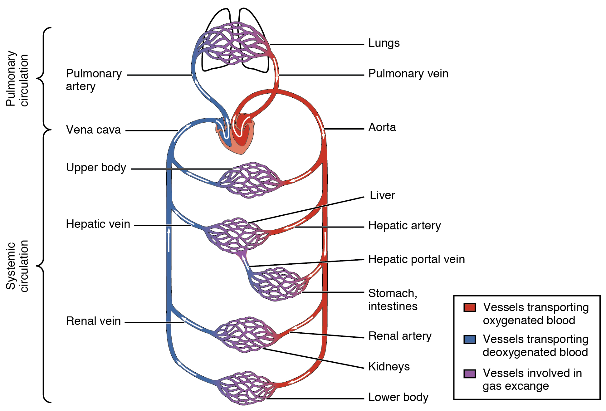 Heart Blood Flow Diagram Circulatory System Wikipedia