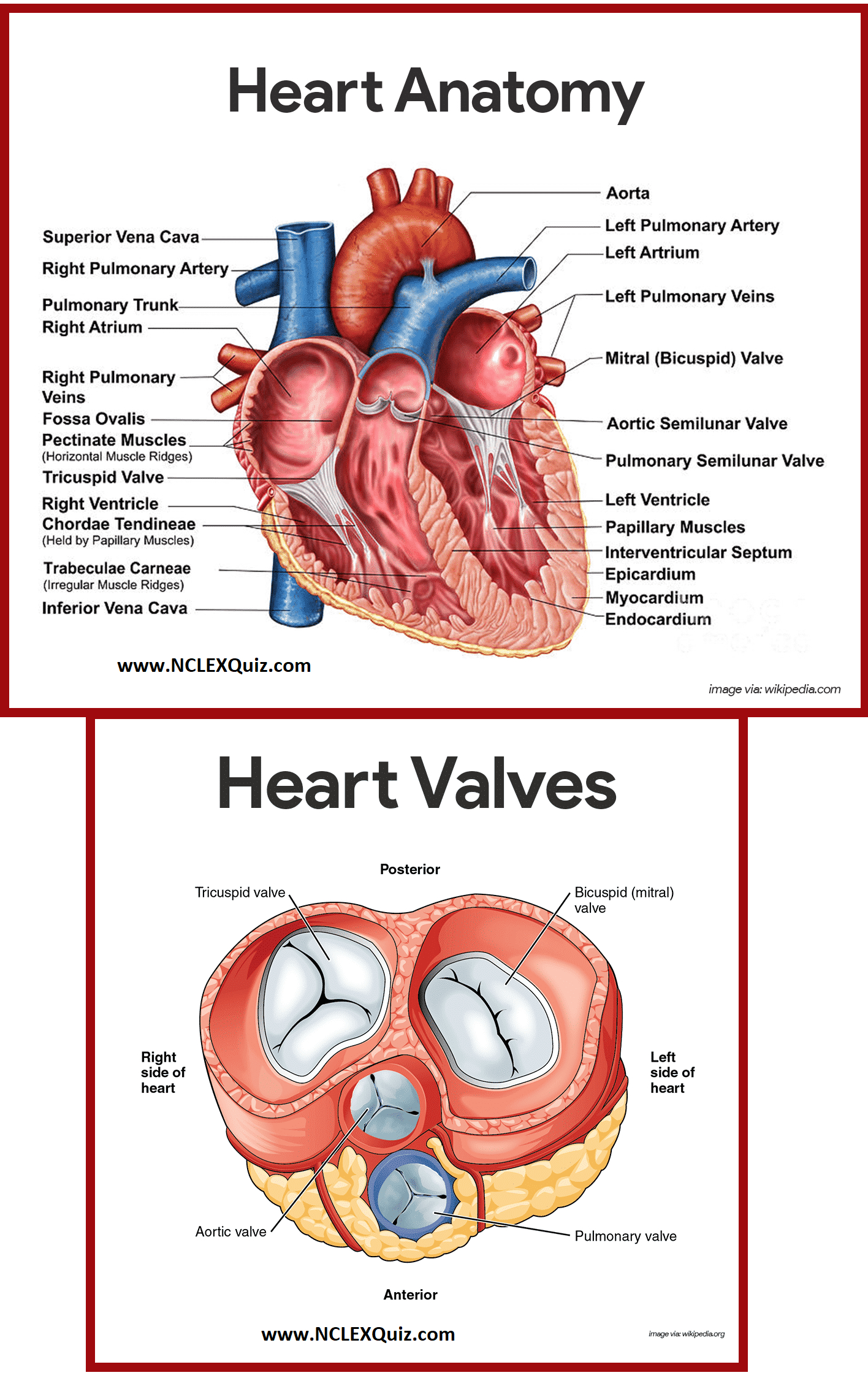 Heart Blood Flow Diagram Diagram Of Heart Blood Flow For Cardiac Nursing Students Nclex Quiz