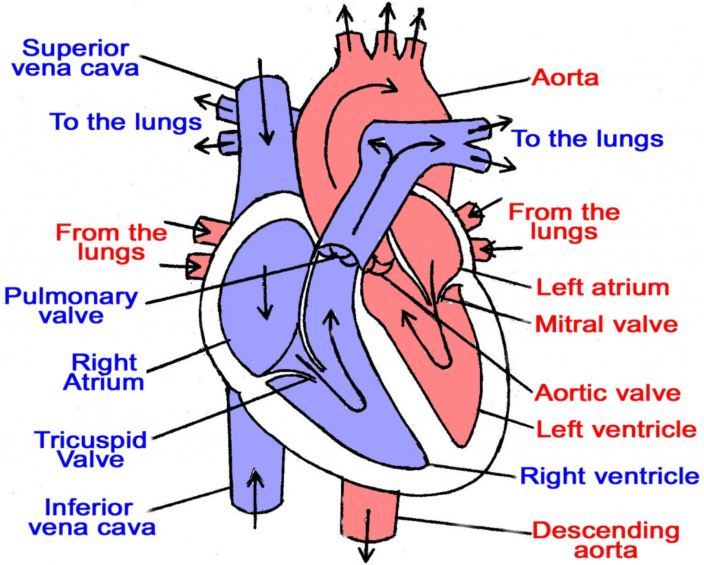 Heart Blood Flow Diagram Ebb Flow Of The Heart Surgeons Story