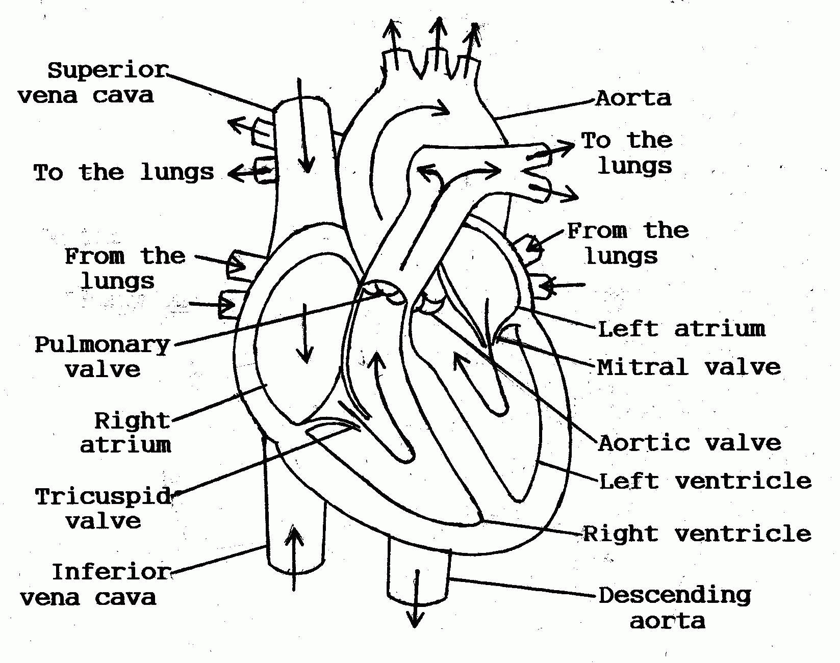 Heart Blood Flow Diagram Heart Blood Flow Diagram Human Anatomy Diagram Coloring Home