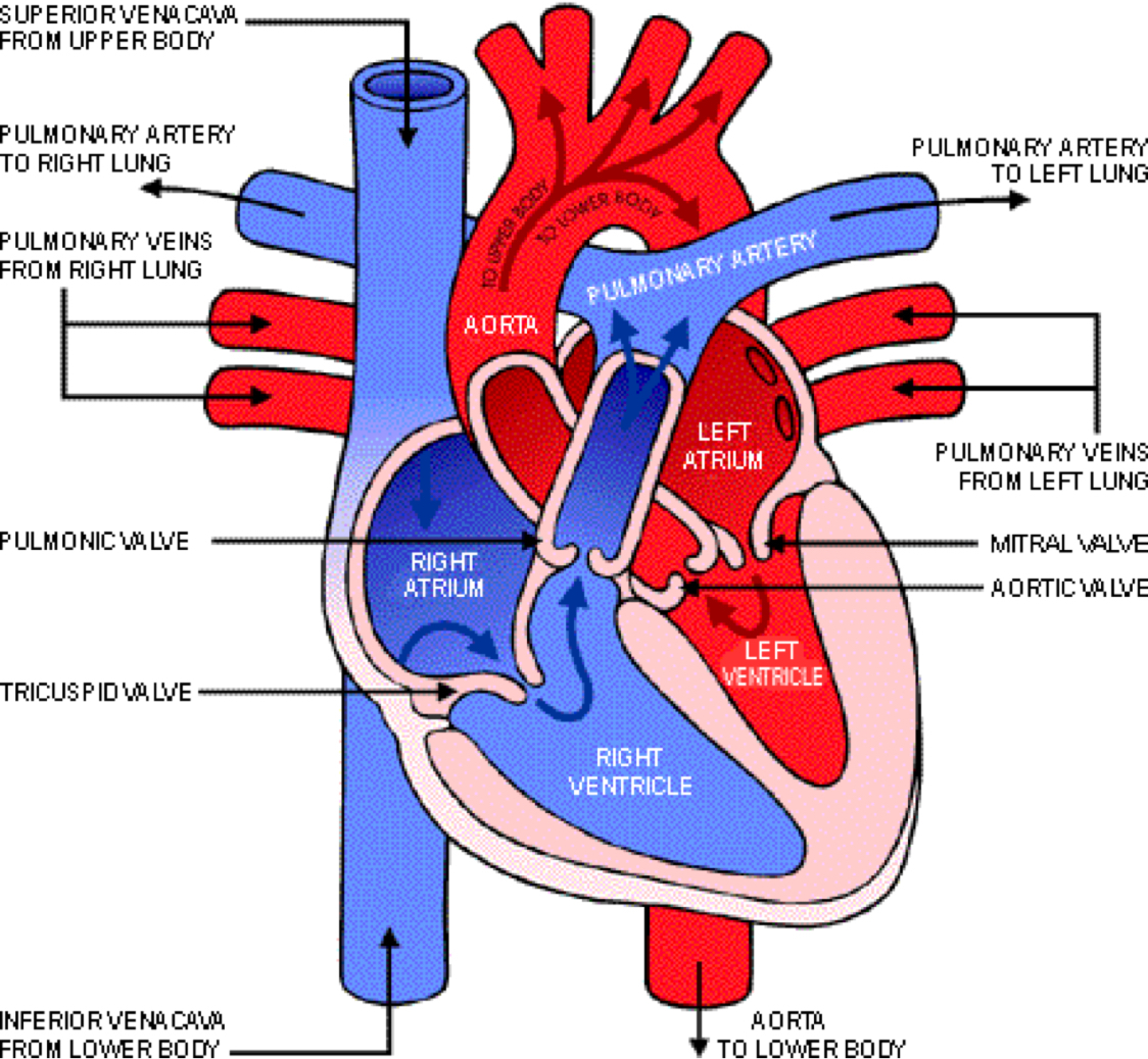 Heart Blood Flow Diagram Heart Diagram Blood Flow Oxygenated And Deoxygenated World Of