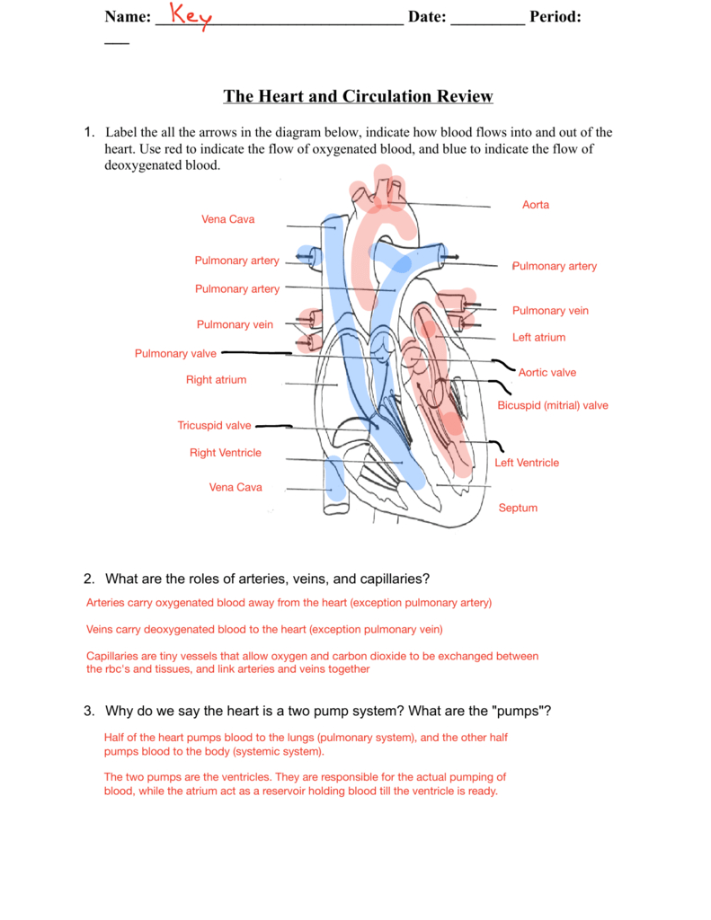 Heart Blood Flow Diagram Structure Of The Heart Circulation Review Answer Key