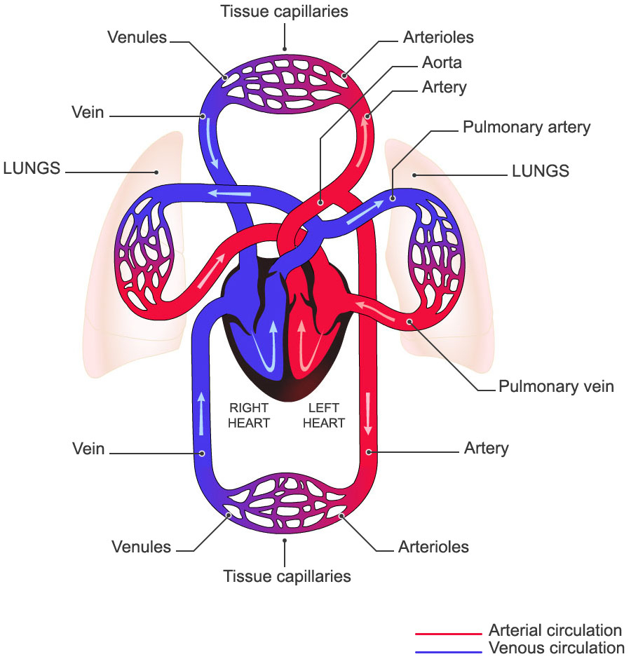 Heart Blood Flow Diagram Urgo Medical The Venous System Within The Cardiovascular System
