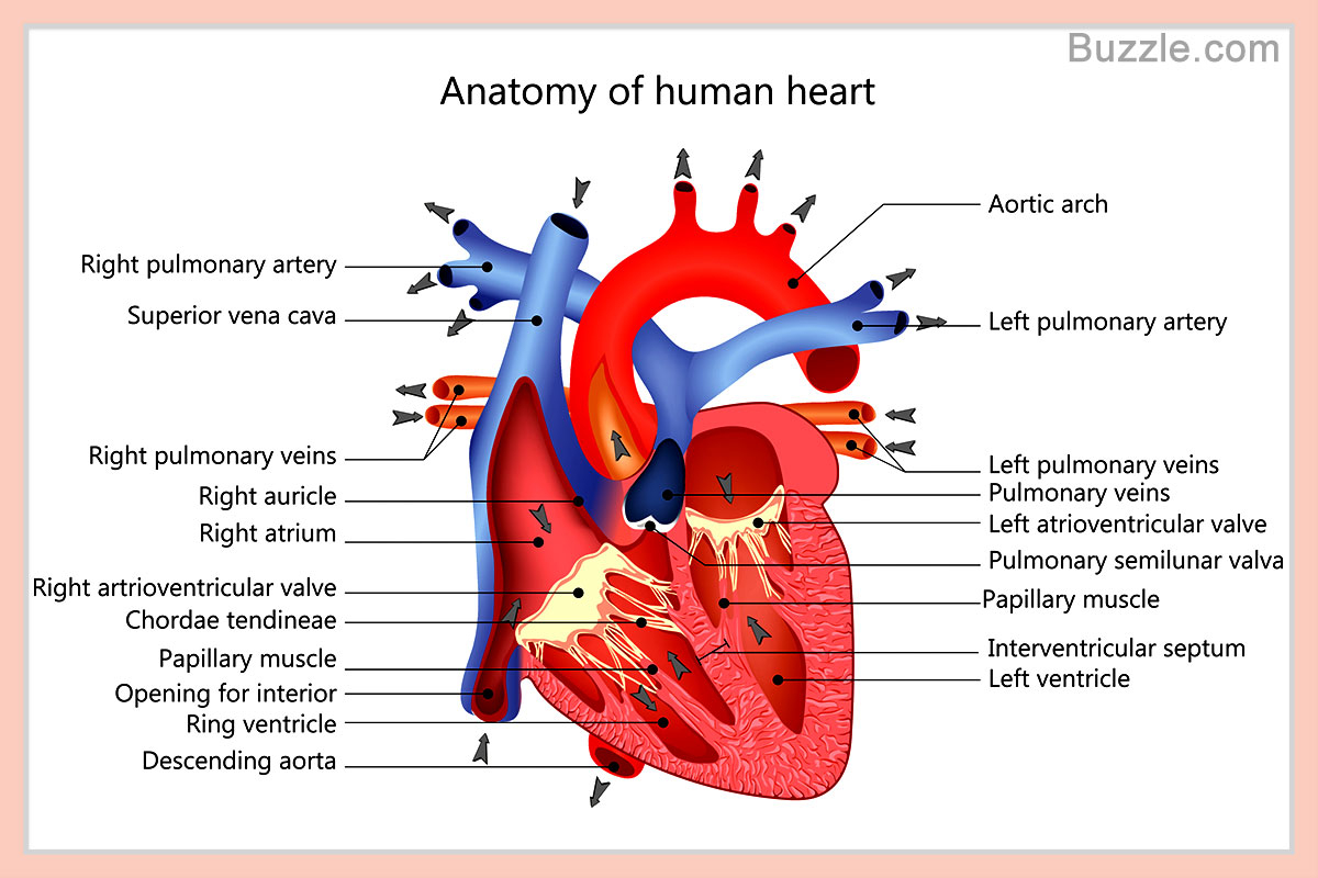 Heart Diagram Labeled A Labeled Diagram Of The Human Heart You Really Need To See