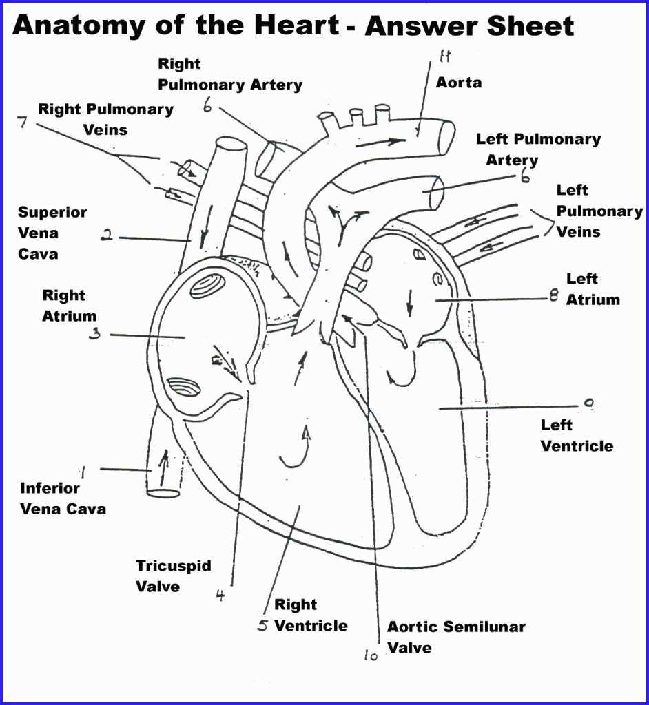 Heart Diagram Labeled Anatomy Coloring Book For Medical Students Elegant Anatomy Heart