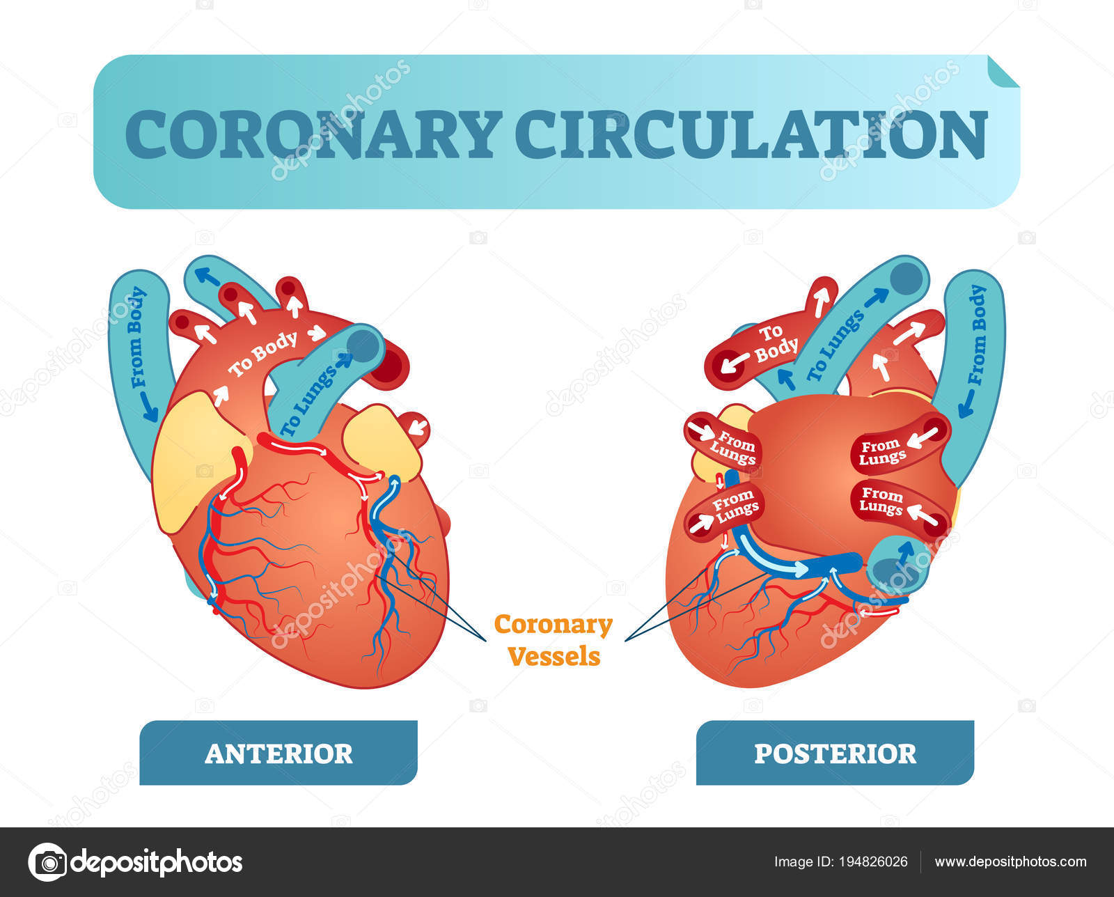 Heart Diagram Labeled Cross Section Of The Heart Labeled Coronary Circulation Anatomical