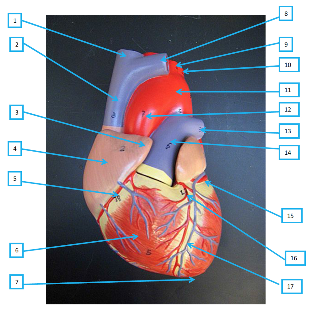 Heart Diagram Labeled Diagram Of Labeled Heart Awesome Heart Model Diagram Electrical
