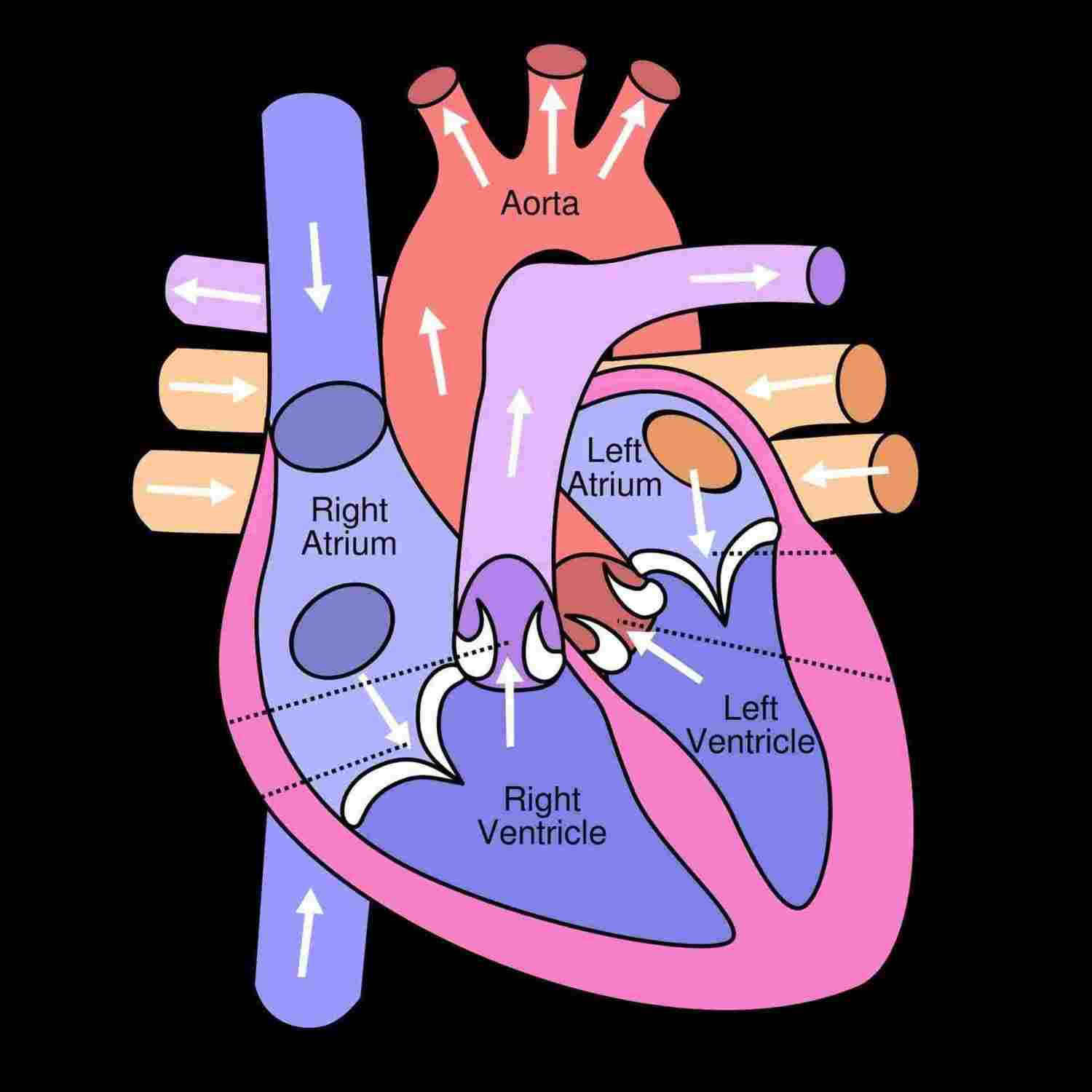 Heart Diagram Labeled Human Heart Diagram Labeled Diagram Of Anatomy