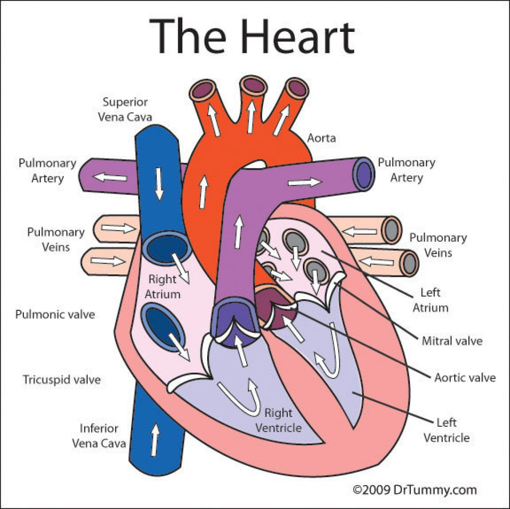Heart Diagram Labeled Human Heart Diagram Simple Human Heart Diagram Labeled Labelled