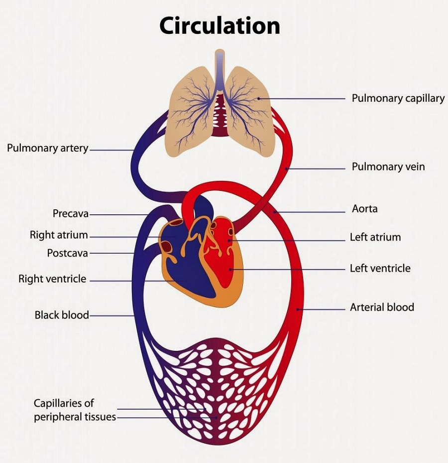 Heart Diagram Labeled Labeled Heart Diagrams Printable Diagram
