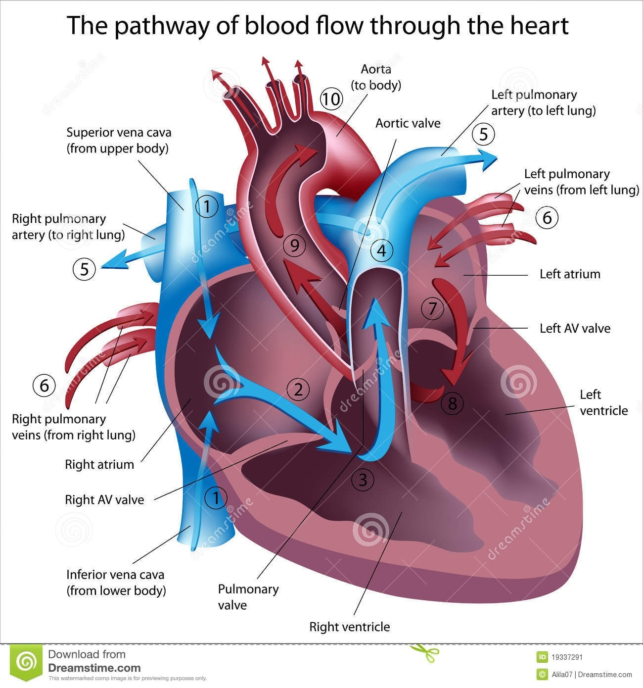Heart Diagram Labeled Pathway Of Blood Flow Through The Heart Stock Vector Illustration