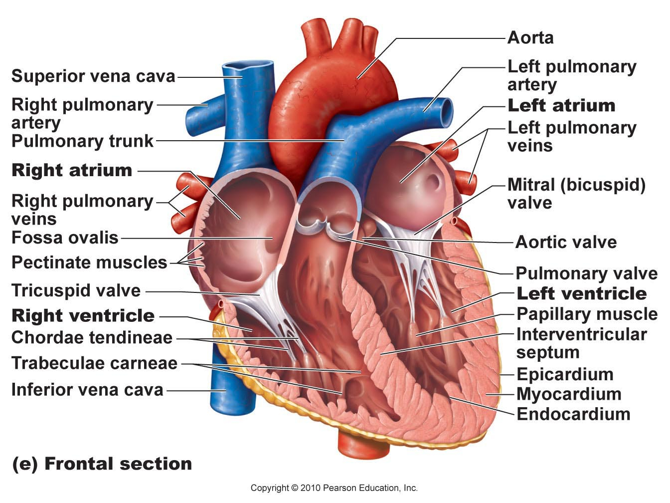 Heart Diagram Labeled Pictures Detailed Heart Diagram Labeled Coloring Page For Kids