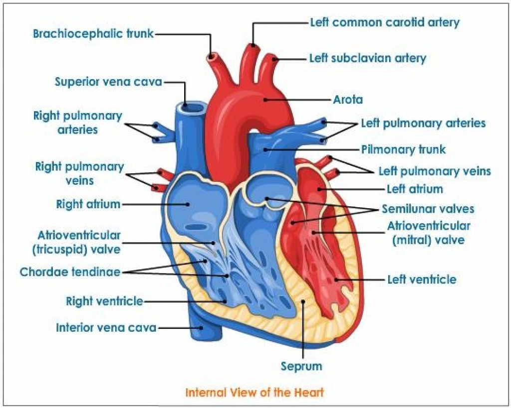 Heart Diagram Labeled Real Heart Human Heart Clipart Labeled Letters Example Wikiclipart