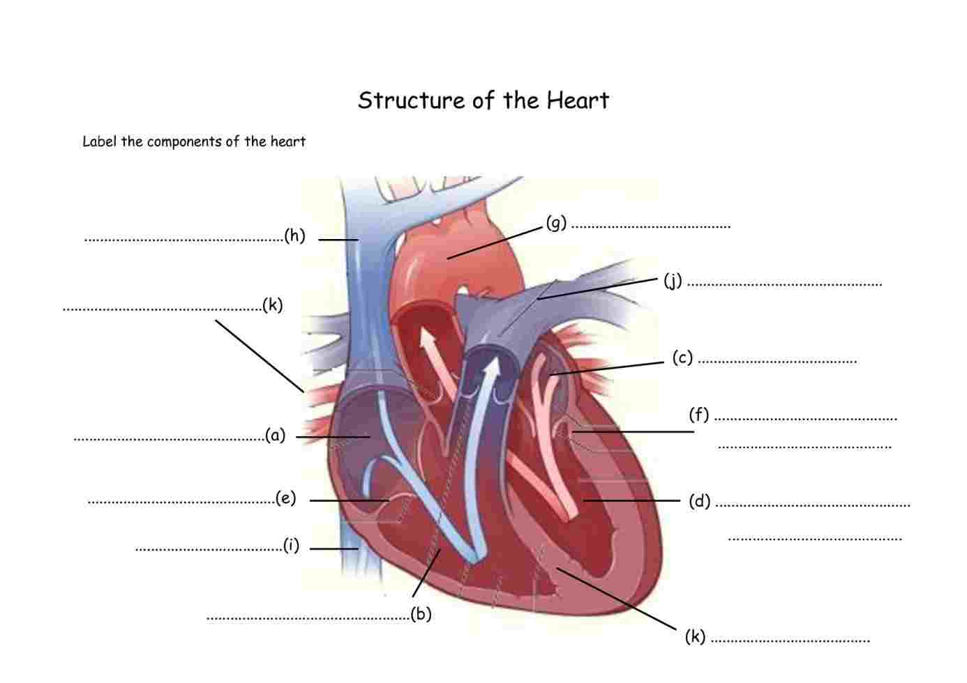 Heart Diagram Labeled Simple Diagram Of A Heart With Labels Heart Diagram Label