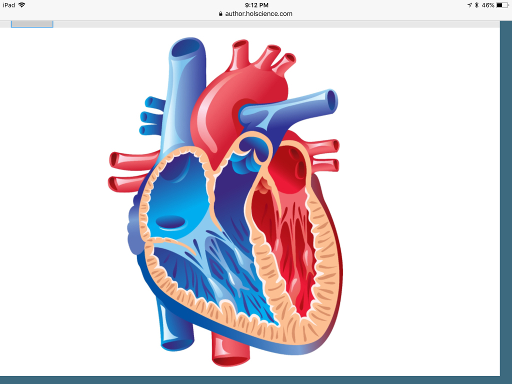 Heart Diagram Labeled Solved Using The Exact Diagram Label The Following Featu