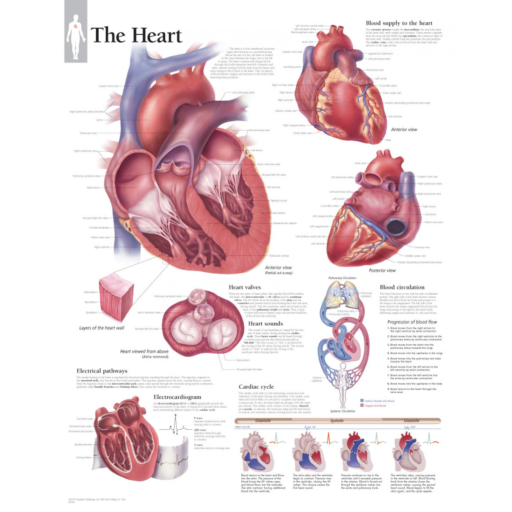 Heart Diagram Labeled The Heart Chart