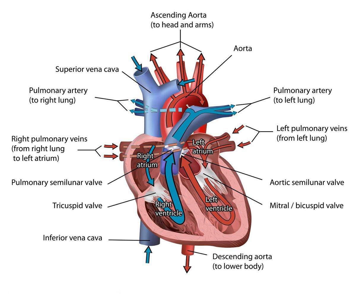 Heart Diagram Labeled The Heart Of The Matter National Geographic Society