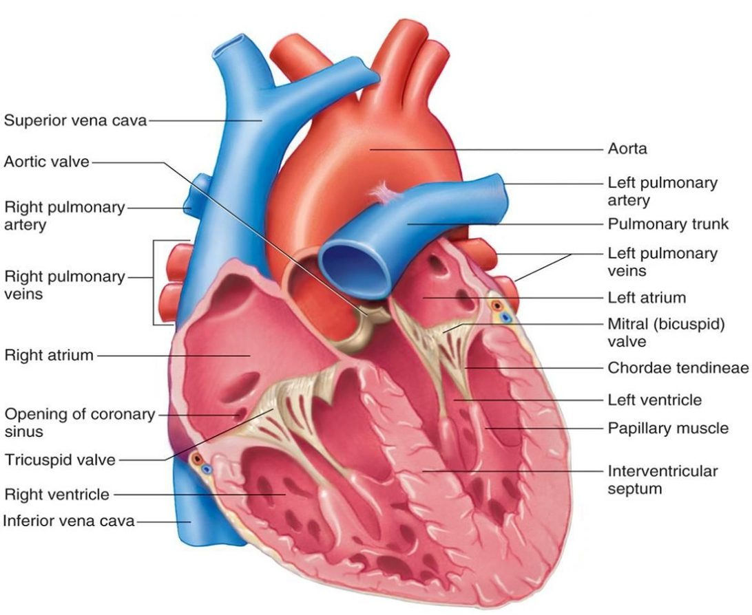 Heart Diagram Labeled What Is The Success Rate Of Heart Valve Replacement Surgery