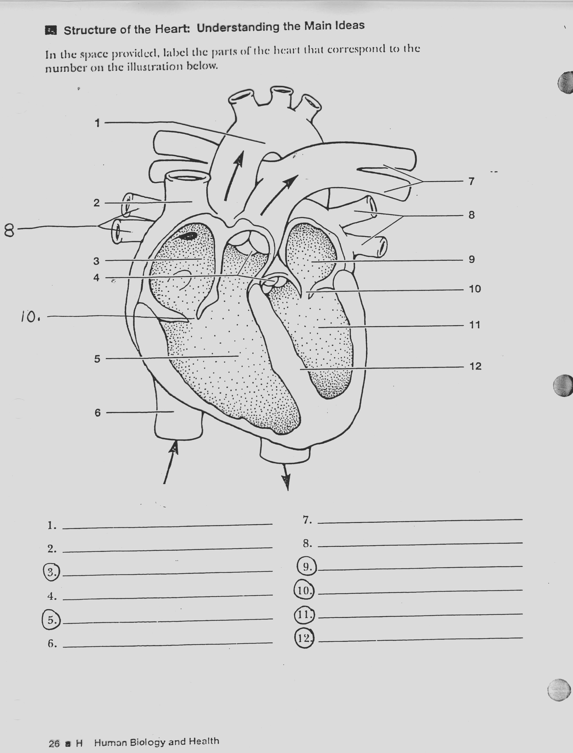 Heart Diagram Quiz 10 Facts About Heart Labeling Quiz That Will Blow Your Mind Heart