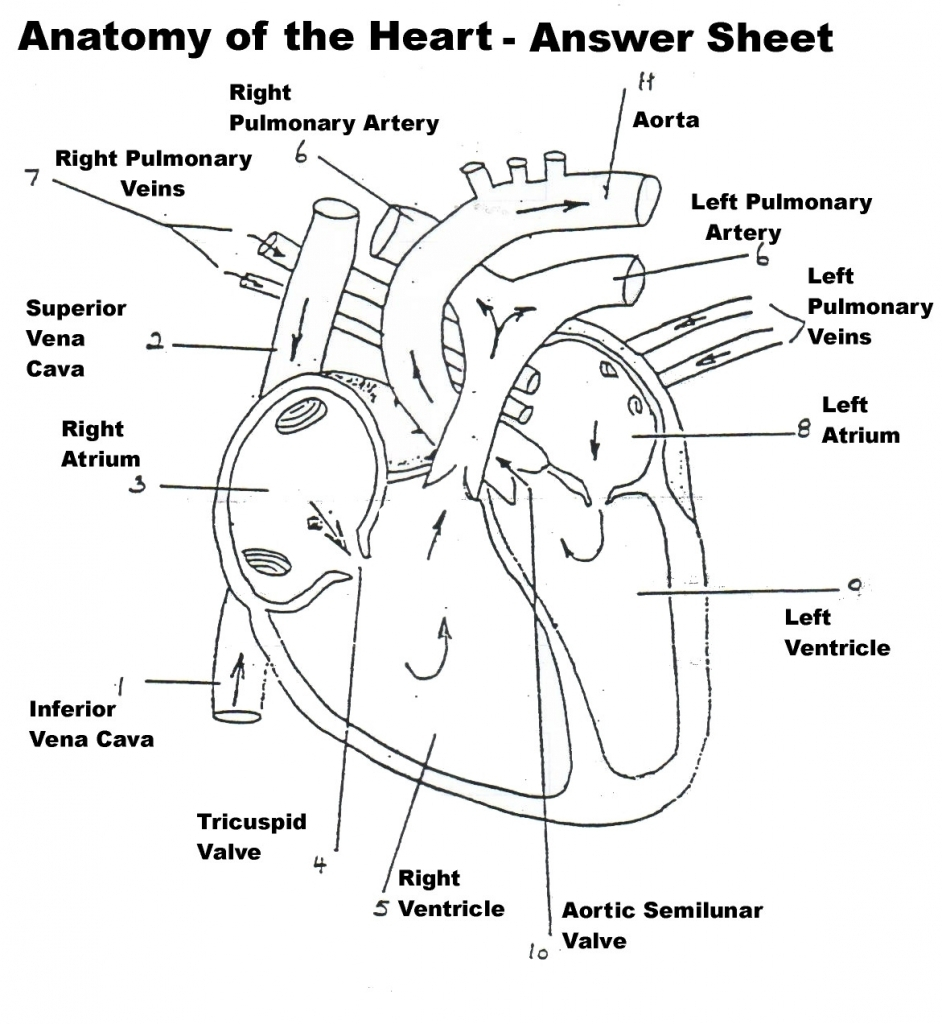 Heart Diagram Quiz Anatomy And Physiology Of The Heart And Circulatory System
