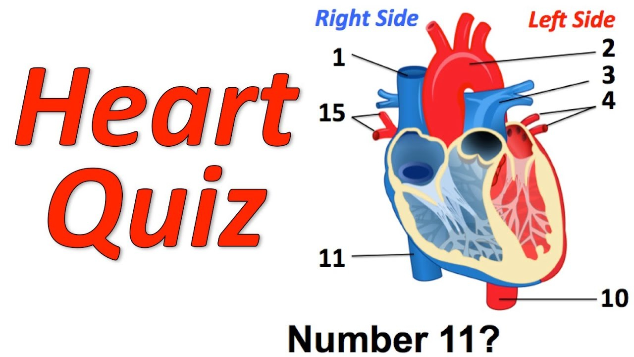Heart Diagram Quiz Circulatory System Musical Quiz Heart Quiz