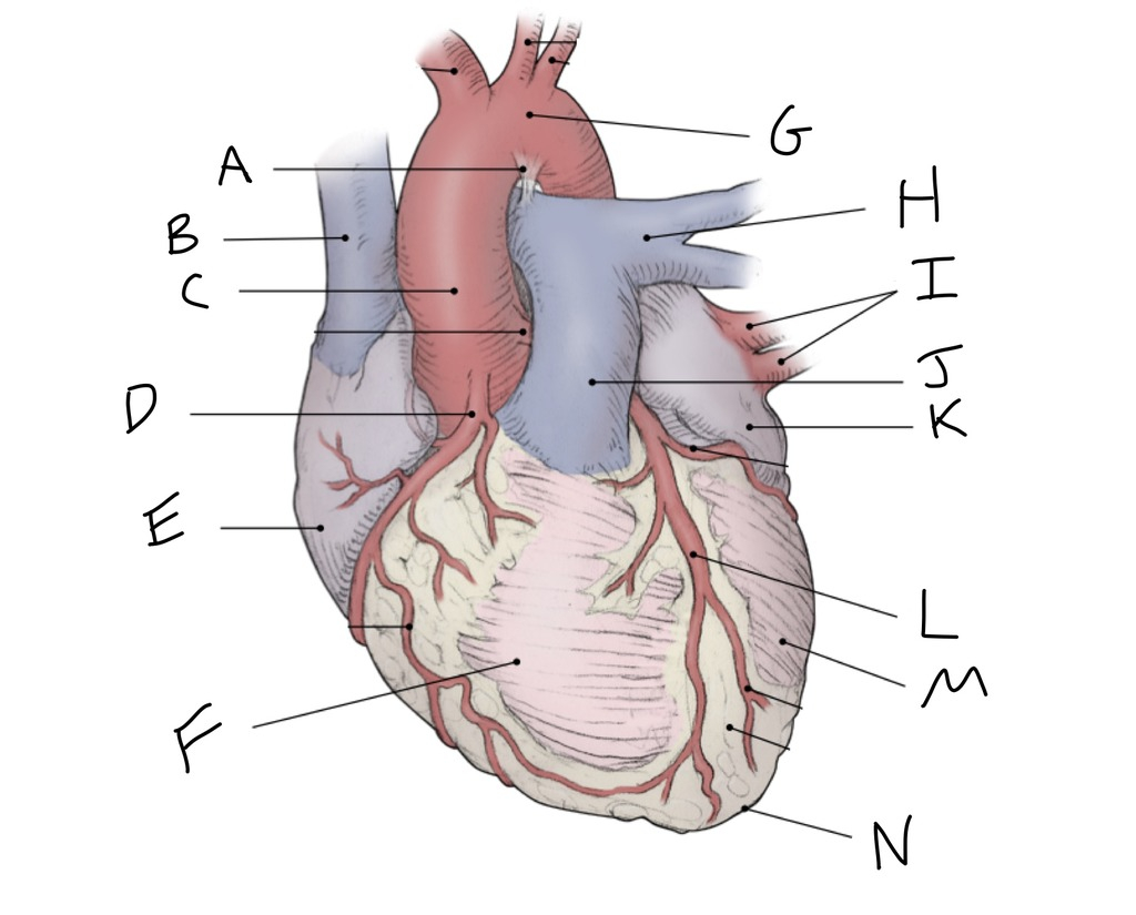 Heart Diagram Quiz Exterior Heart Quiz Diagram Quizlet