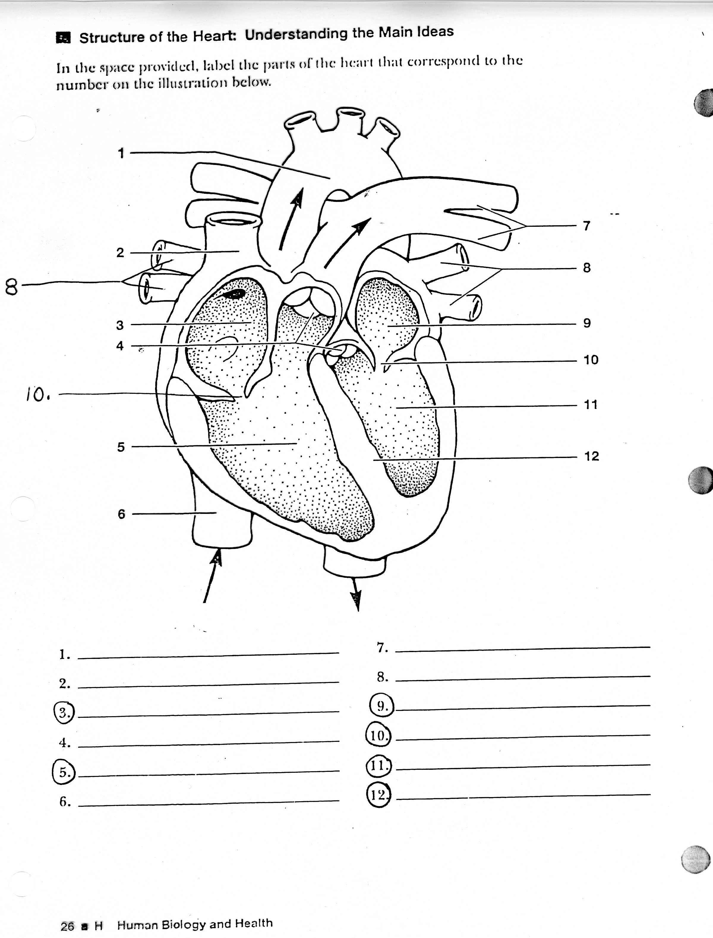 Heart Diagram Quiz Free Unlabeled Heart Diagram Download Free Clip Art Free Clip Art