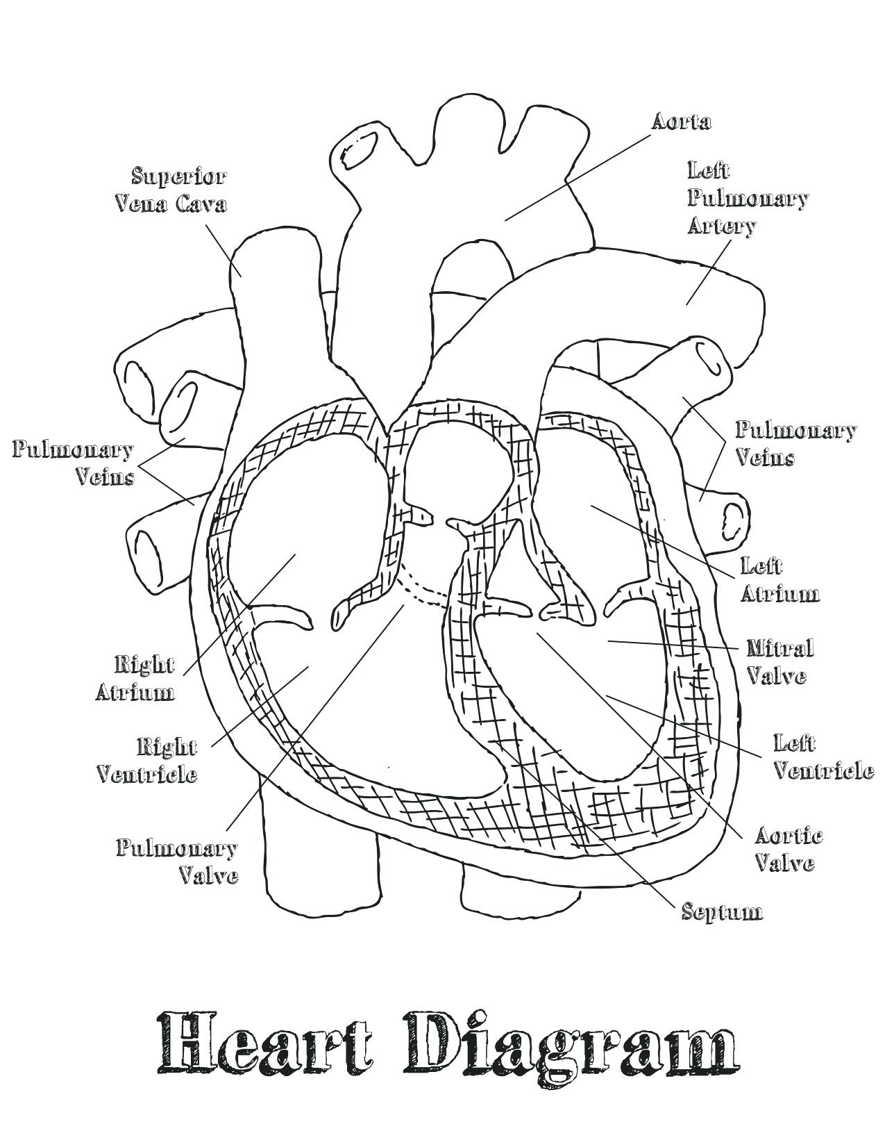 Heart Diagram Quiz Heart Diagram Answers Wiring Diagram