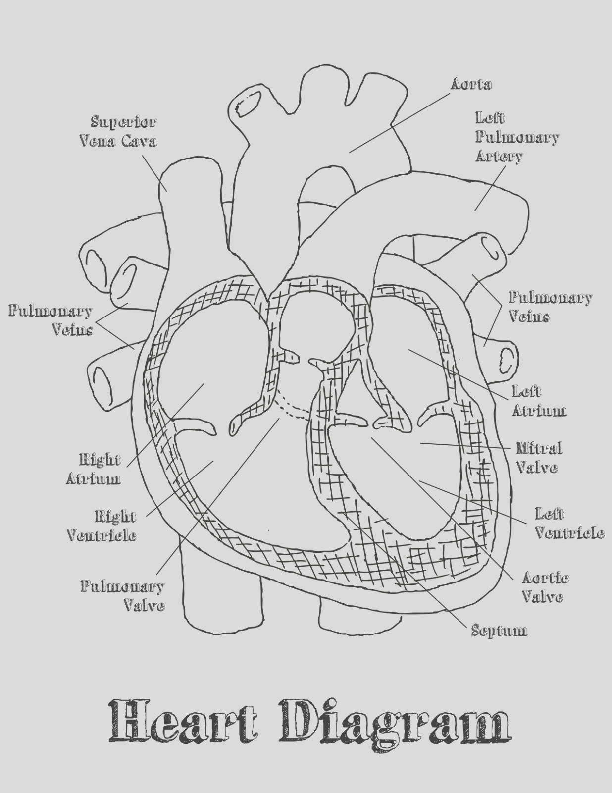 Heart Diagram Quiz Heart Diagram Labeled Worksheet Google Search Home School
