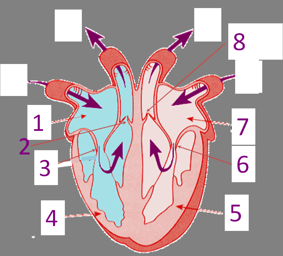 Heart Diagram Quiz Heart Quizzes Online Trivia Questions Answers Proprofs Quizzes