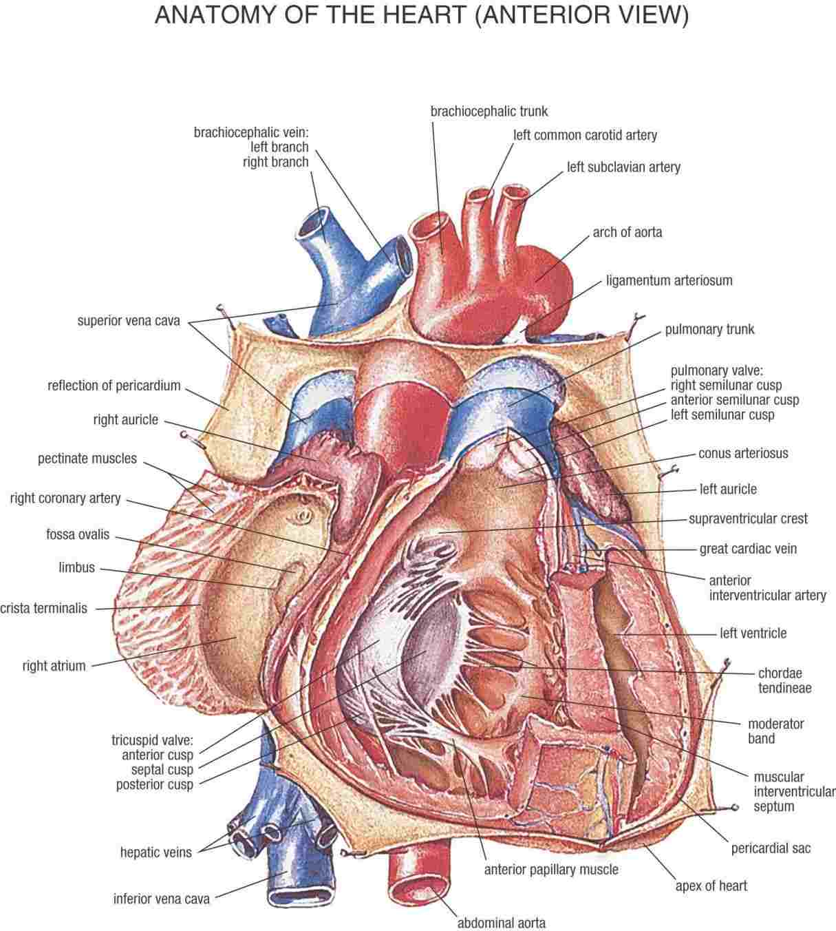 Heart Diagram Quiz Human Anatomy Page 483 Of 615 Body Anatomy Of Human Diagram