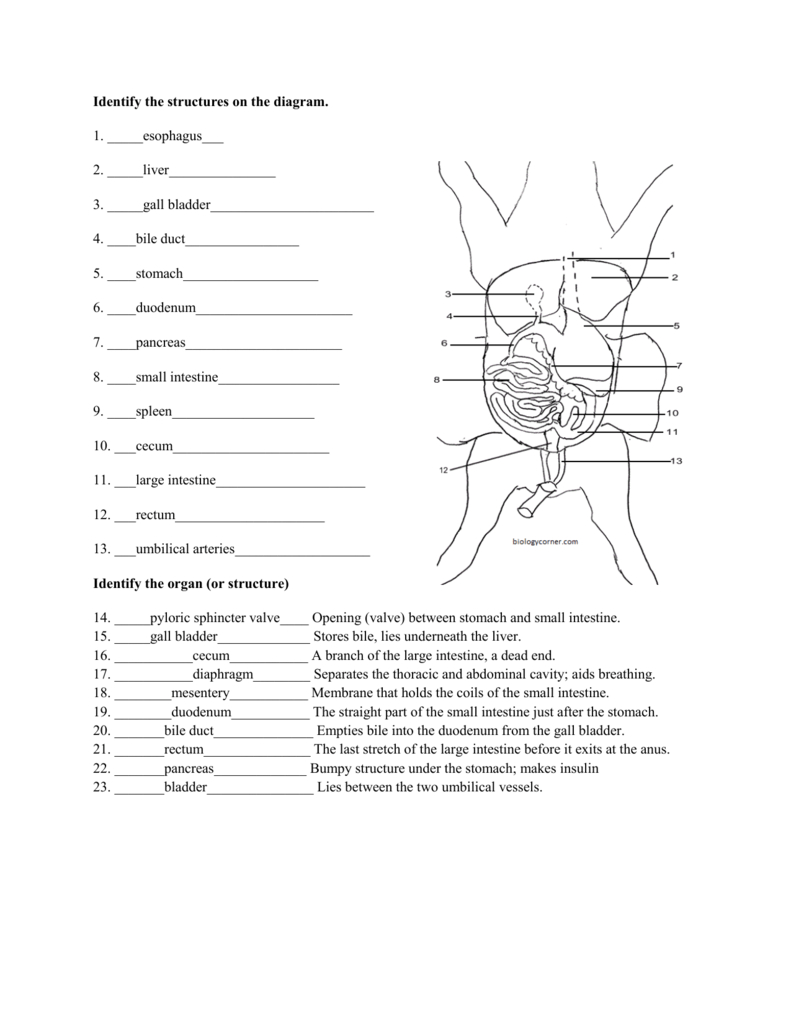 Heart Diagram Quiz Pig Diagram Quiz Wiring Diagram Content