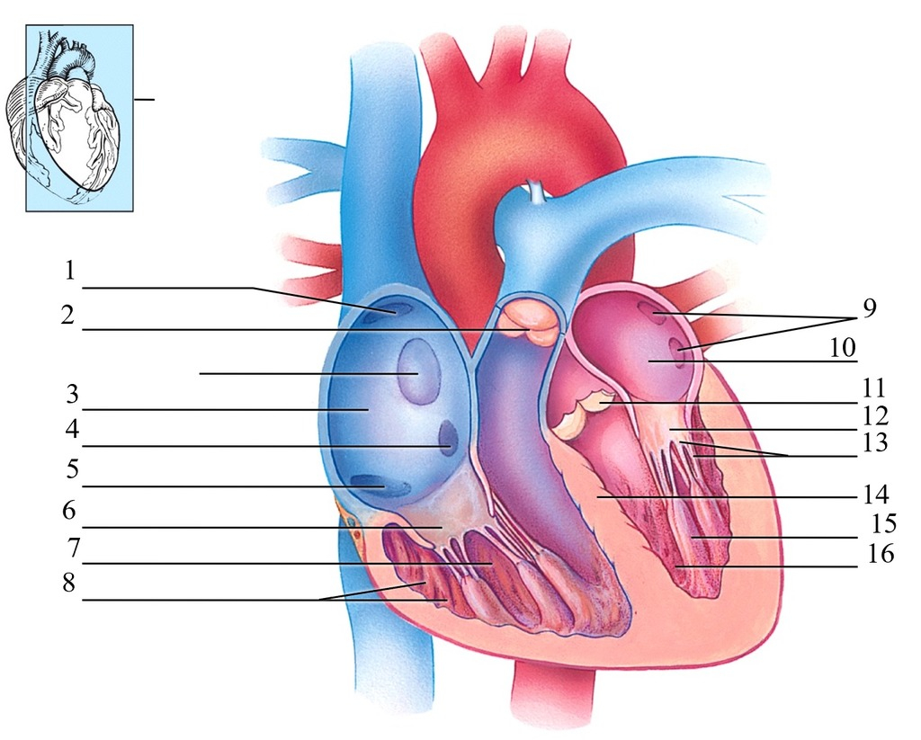 Heart Diagram Quiz Quiz 5 Frontal View Of Heart 1 7 Diagram Quizlet