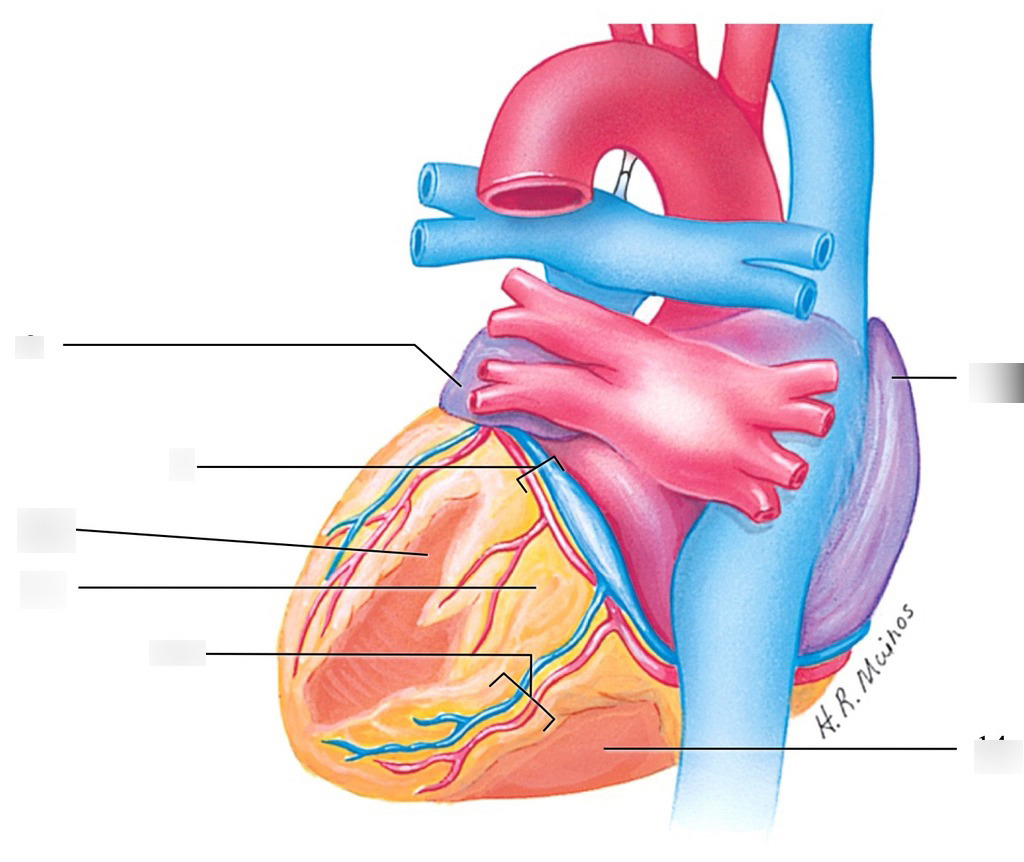 Heart Diagram Quiz Quiz 5 Posterior View Of The Heart Diagram Quizlet