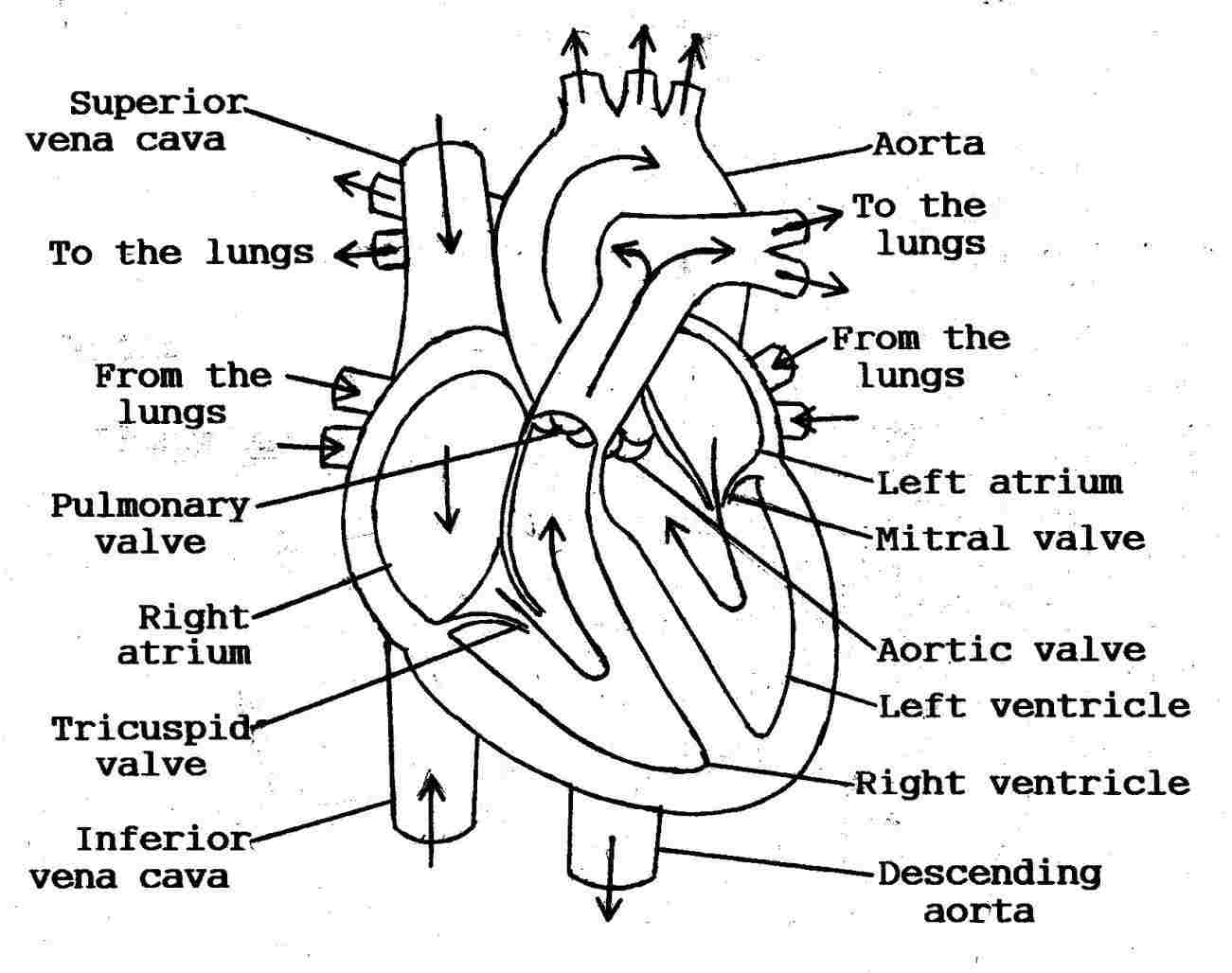 Heart Diagram Quiz Quiz Answers Pig Heart Anatomy Nhssc Ffeecfarhnhsscinfo Iliac