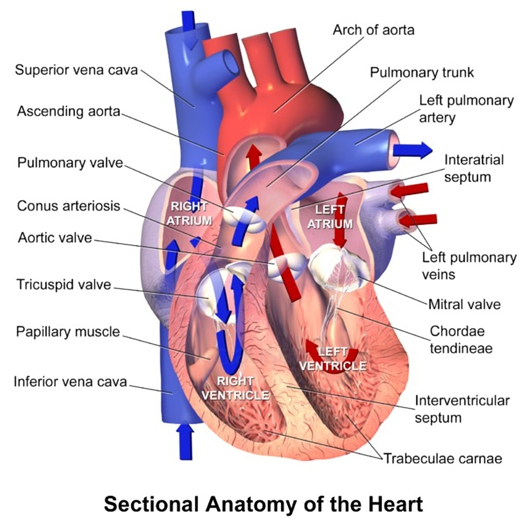 Heart Diagram Quiz Radiology Quiz 26427 Radiopaedia