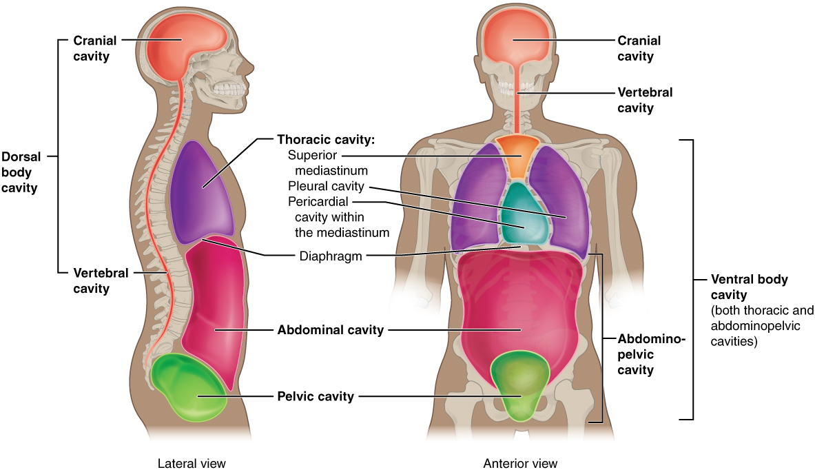 Human Anatomy Diagram 16 Anatomical Terminology Anatomy And Physiology