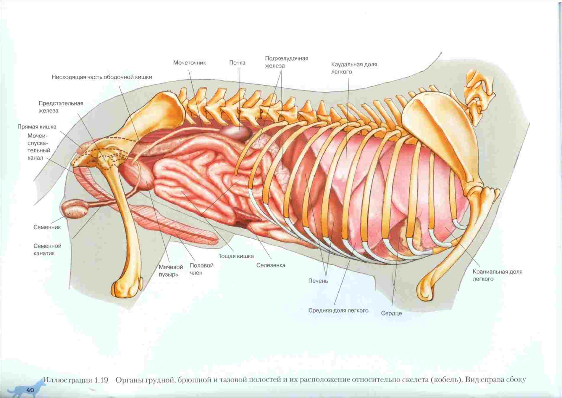 Human Anatomy Diagram Anatomy Internal Organs Diagram Diagram Anatomy Body