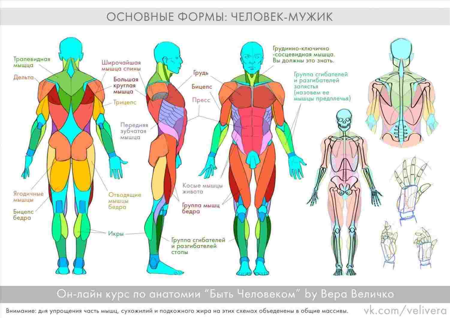 Human Anatomy Diagram Diagram Organs Massage Rhpinterestcom Drawing Body Human Human