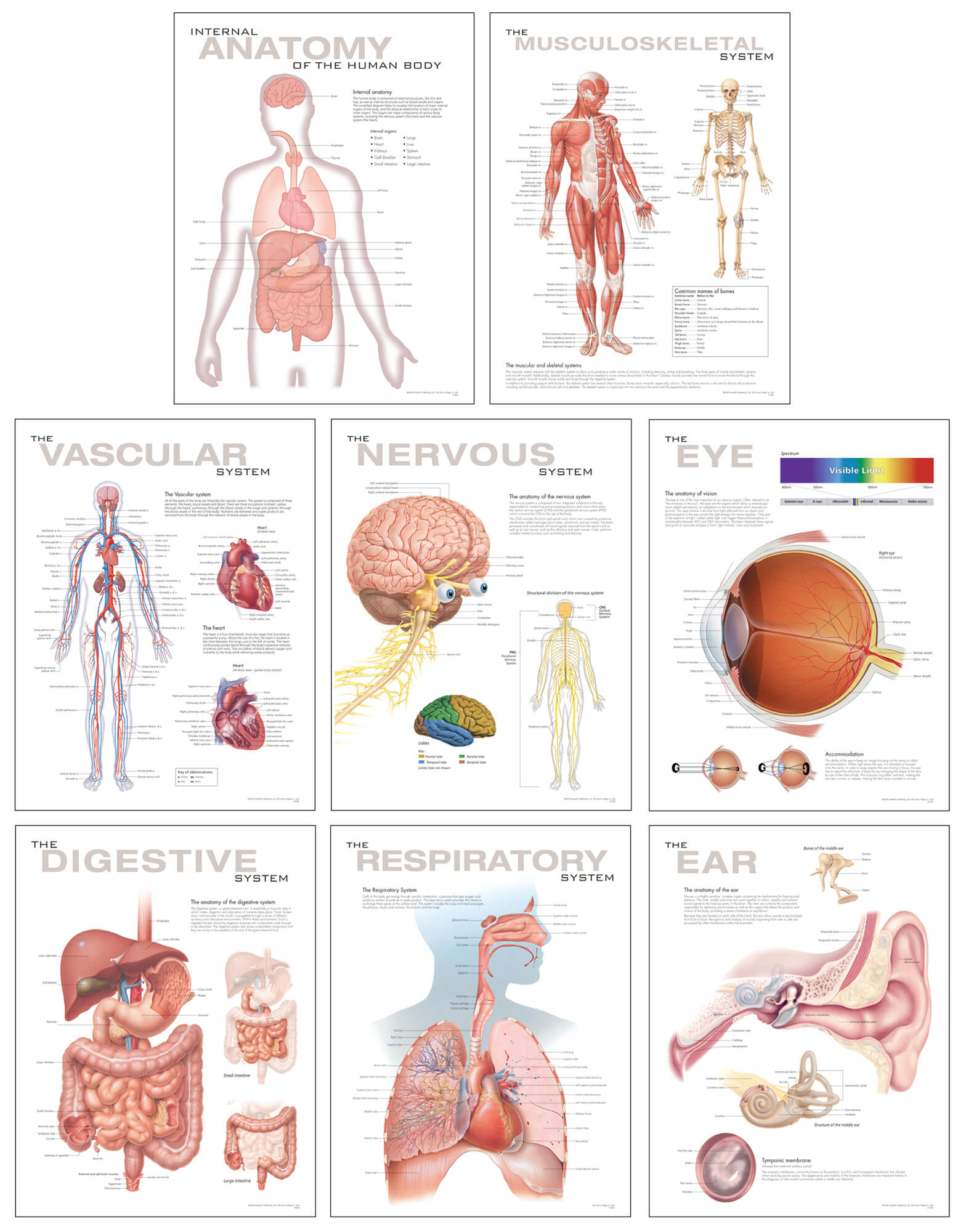 Human Anatomy Diagram Human Anatomy Chart Set