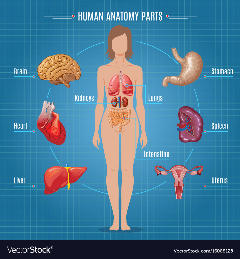 Human Anatomy Diagram Human Anatomy Parts Infographic Concept