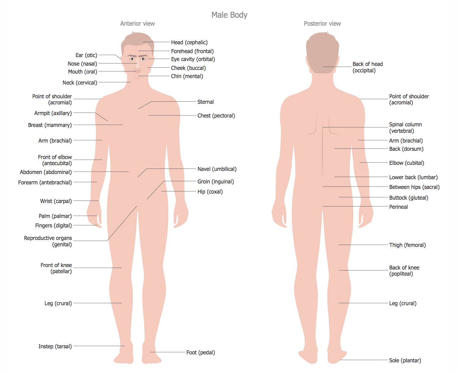 Human Anatomy Diagram Human Anatomy Solution Conceptdraw