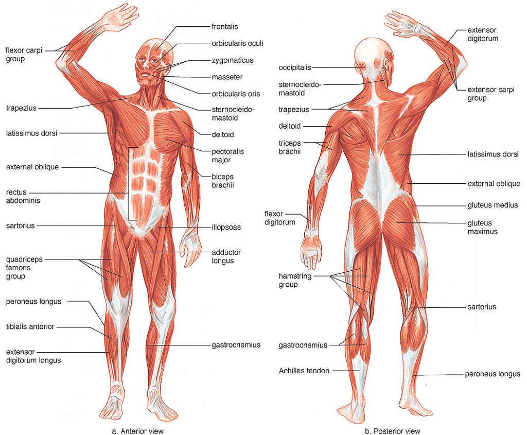 Human Anatomy Diagram Introduction To Anatomy Of Muscular System Human Anatomy