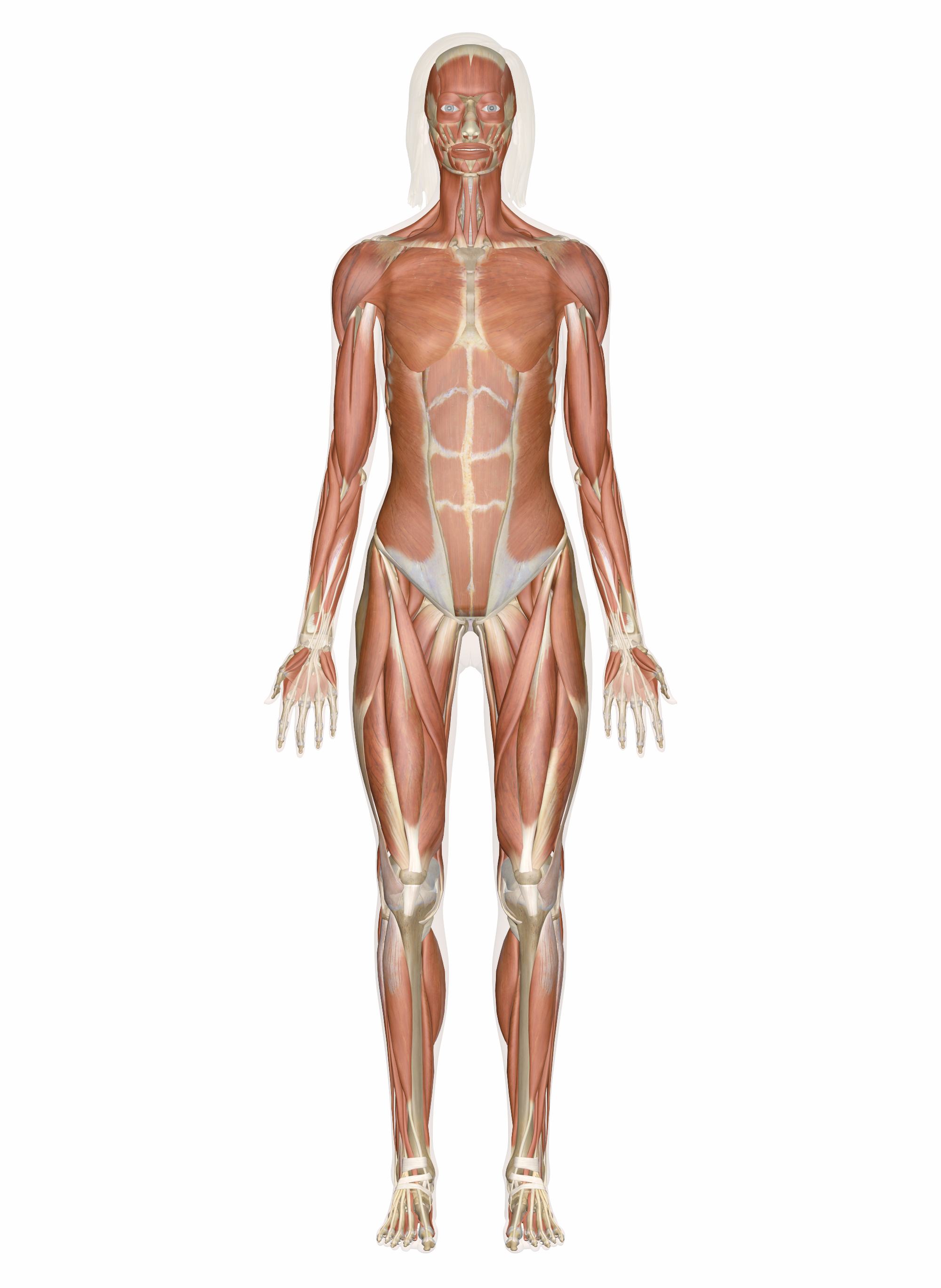 Human Anatomy Diagram Muscular System Muscles Of The Human Body