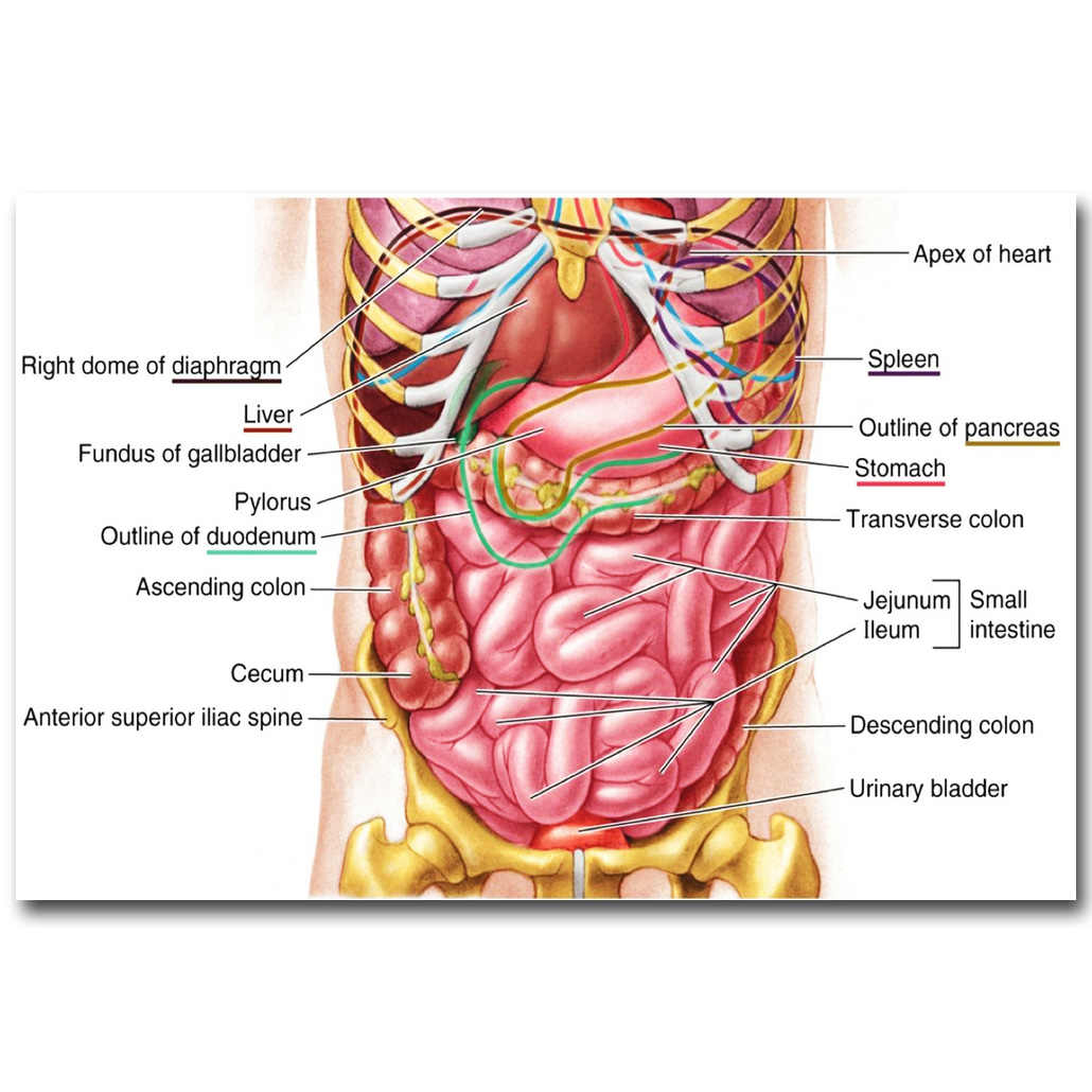 Human Anatomy Diagram Nicoleshenting Human Anatomy Stomach System Art Silk Poster 13x20