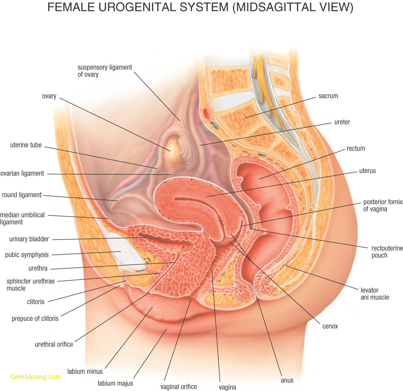 Human Anatomy Diagram The Male Anatomy Internal Female Organs Diagram Human Anatomy