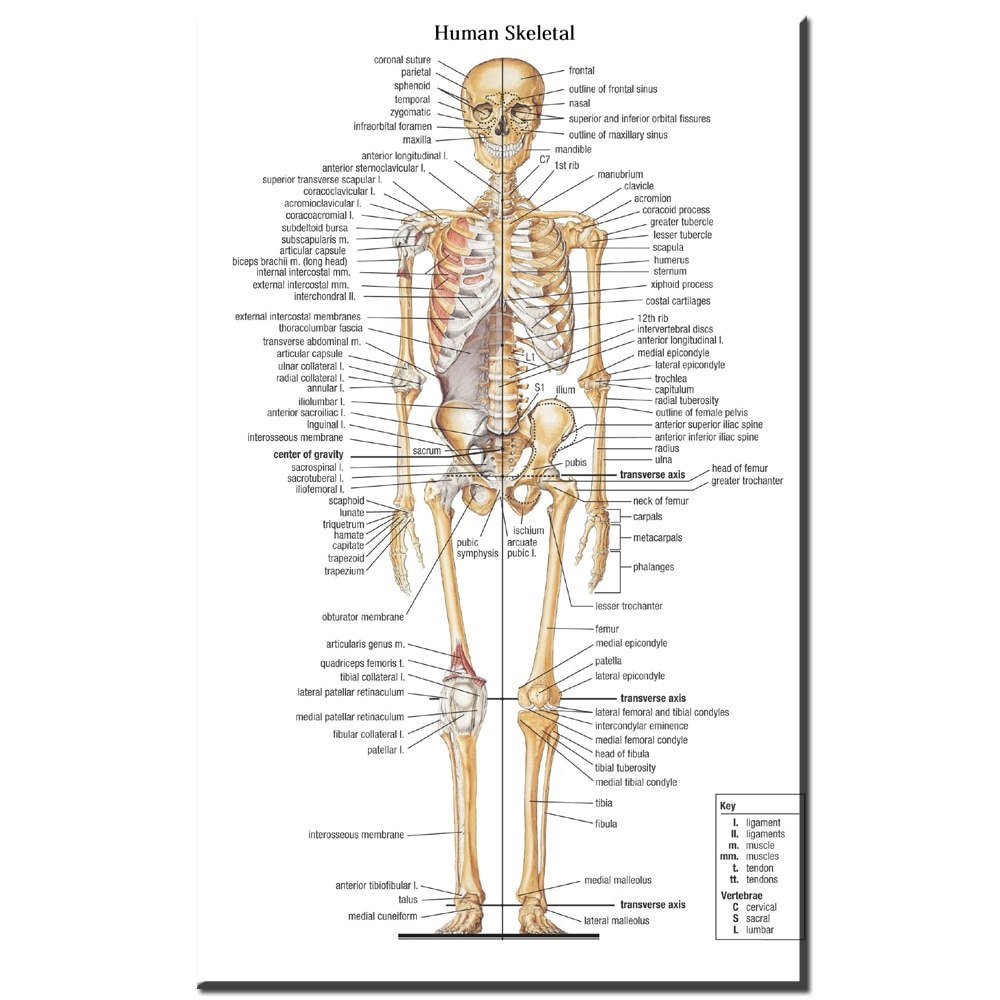Human Anatomy Diagram Us 756 39 Offxr607 Canvas Painting Wall Art Picture Human Skeletal Anatomy Bones Of The Body Poster Print Body Map Pictures For Medical Educa In