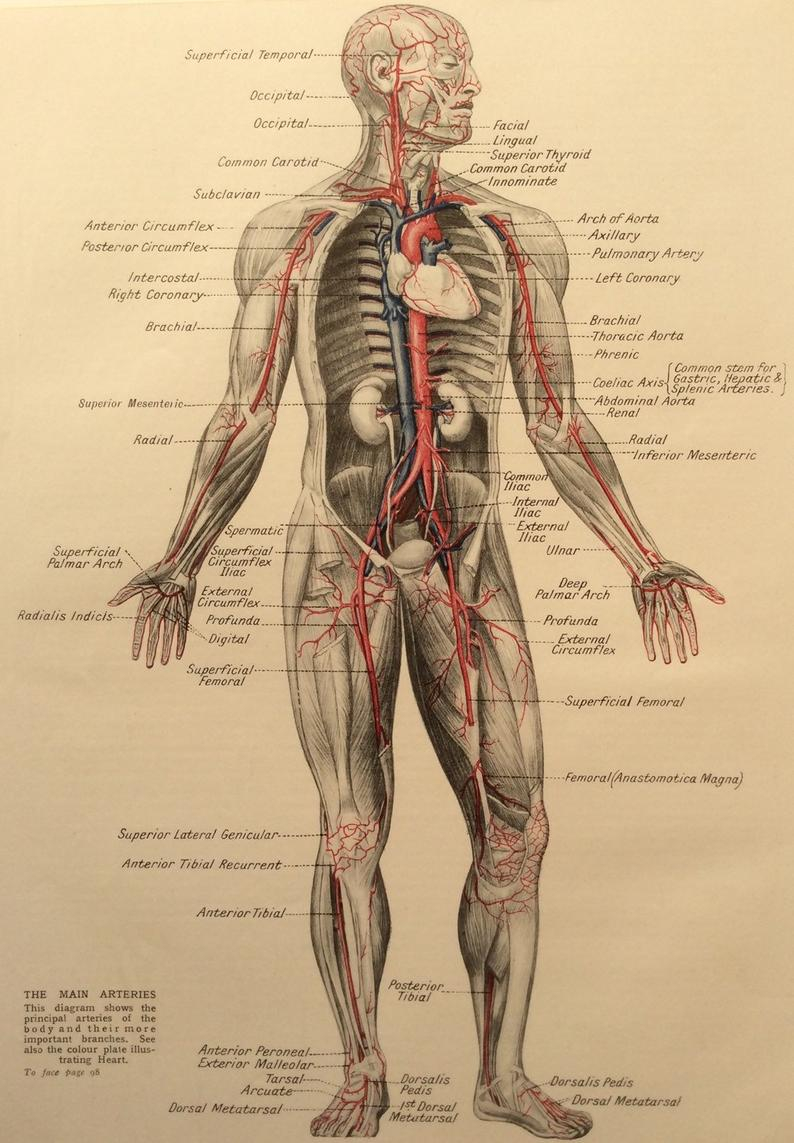 Human Anatomy Diagram Vintage Human Anatomy 1950s Bookplate Print Medical Diagram Skeleton Arteries Ribcage Heart Body