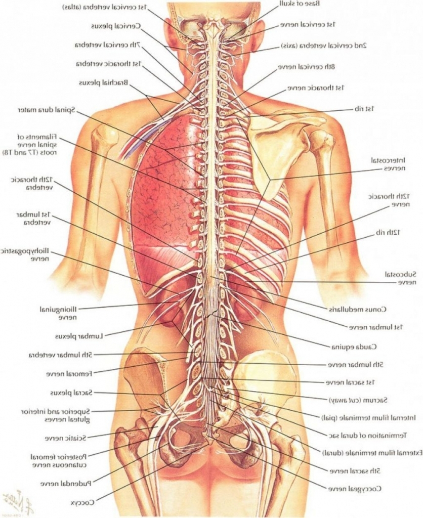 Human Body Diagram Diagram Of The Body Back Wiring Diagram Table