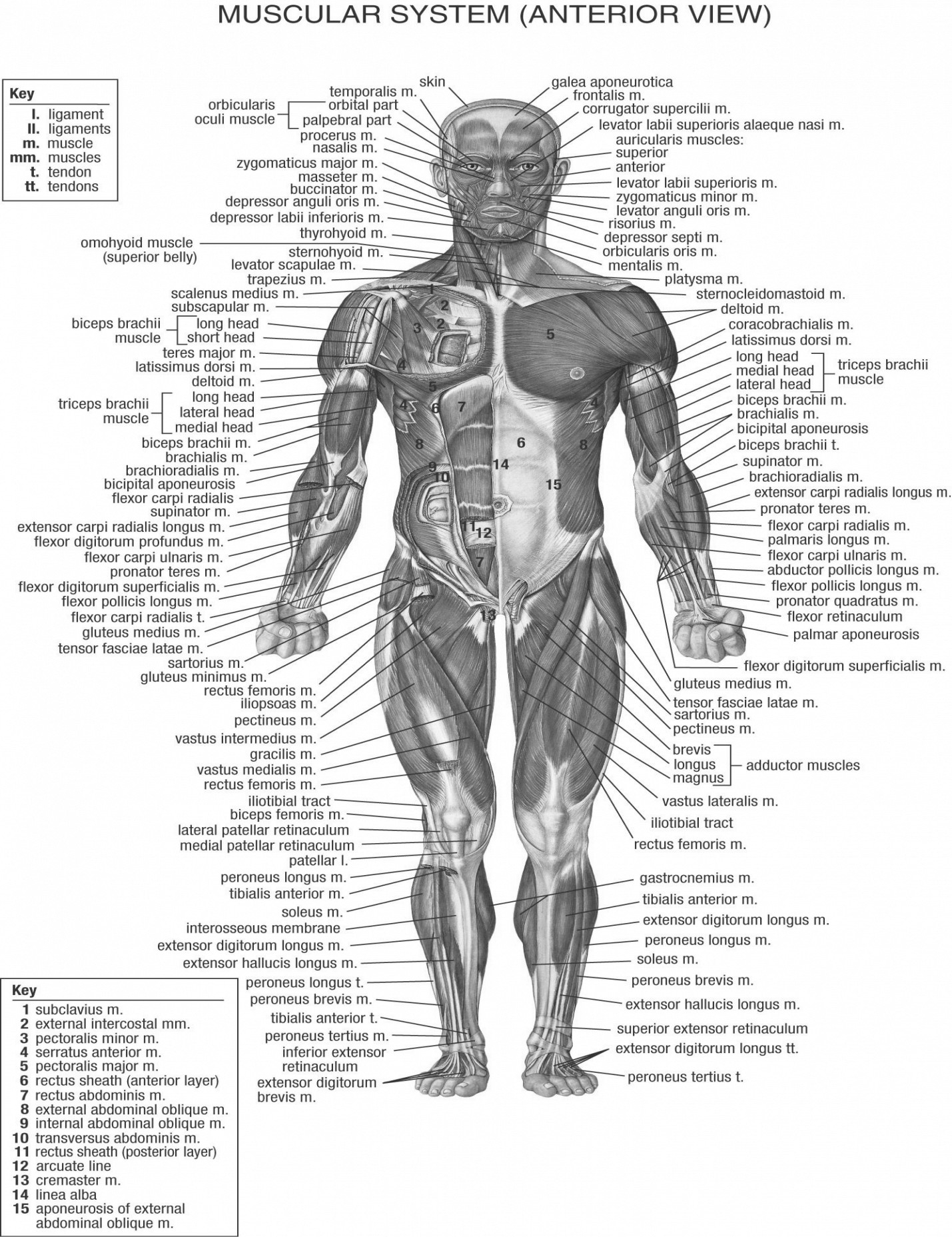Human Body Diagram Human Body Chart Steven Hill